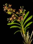 Aslla africana plant